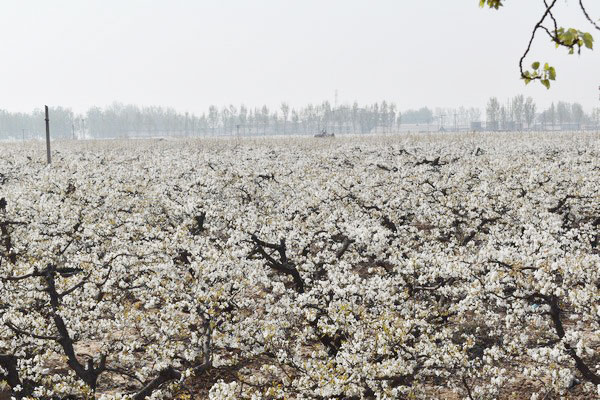 中国鲜梨业挑战来自与其它出口国间的竞争