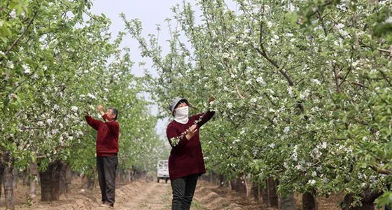 果园种植和管理